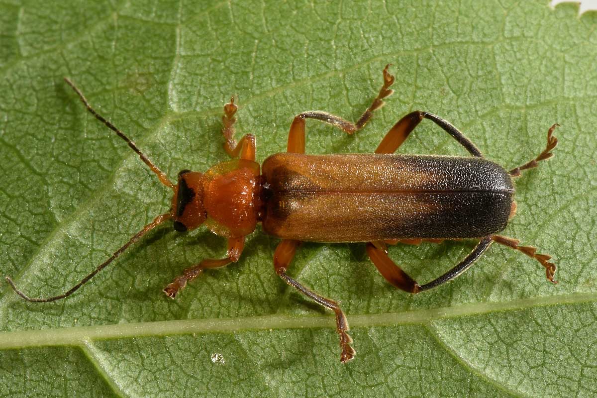 Cantharidae: Cantharis livida?  S !